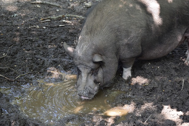 来自何方 来自何方